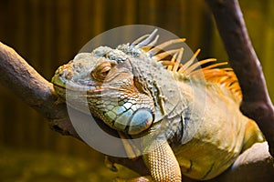 Big iguana lizard in terrarium