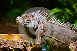 Big iguana lizard in terrarium