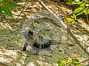 Big iguana on the sand