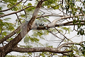 Big iguana on a tree