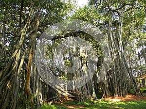 Big Indian Banyan fig tree, Ficus benghalensis