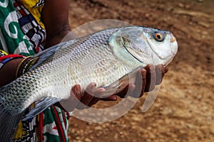 Big indian carp catla fish in hand of women fish farmer