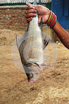 big indian catla carp fish in hand of women fish farmer big fish in hand close up view of head and eye