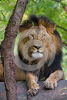 Big Indian Male Lion