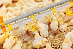 Big indoors modern chicken farm, chicken feeding.