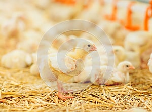 Big indoors modern chicken farm, chicken feeding.