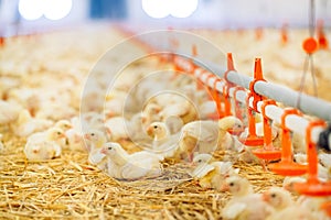 Big indoors modern chicken farm, chicken feeding.