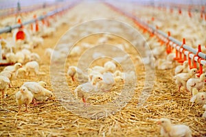 Big indoors modern chicken farm, chicken feeding.