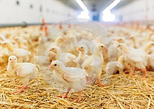 Big indoors modern chicken farm, chicken feeding.