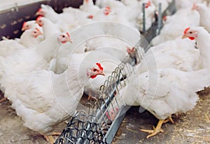 Big indoors modern chicken farm, chicken feeding.