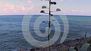 The big inflorescence of an Agave Americana