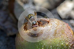Big insect biting apple, largest eusocial wasp, european hornet macro close up view