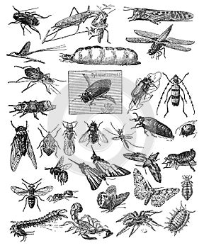 Big insect collection of different types of insects like fleas and beetle / Vintage and Antique illustration from Petit Larousse 1