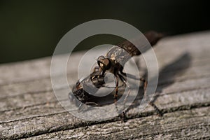 Big insect eating fly