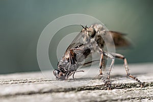 Big insect eating fly