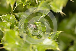 Big insect on a green leaf