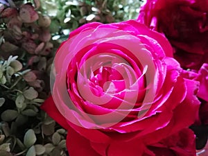 Big intense  pink  English cabbage rose
