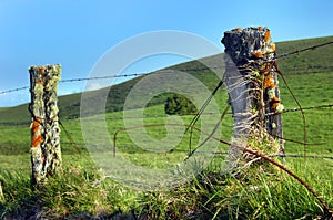 Big Island Upcountry Fence photo