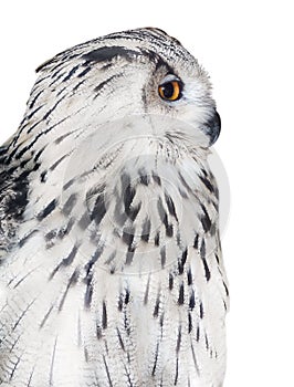 Big isolated white owl portrait