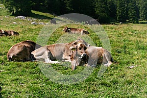 Big italian cows and bulls laying and grazing