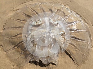 Meduza