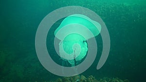 Big jellyfish in the Black Sea, Rhizostoma pulmo