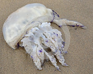 Big jellyfish on the sand of the beach