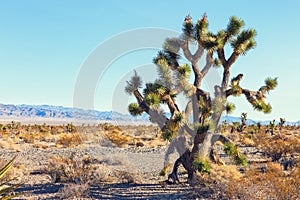 Big Joshua Tree in the Mojave Deserte, California, United States