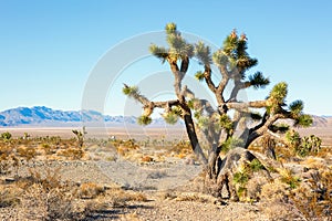 Big Joshua Tree   in the Mojave Deserte,  California, United States photo