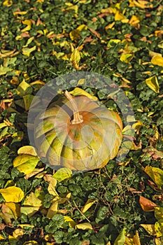 Big juicy pumpkin on the grass. Autumn leaves. Sunlight. Autumn