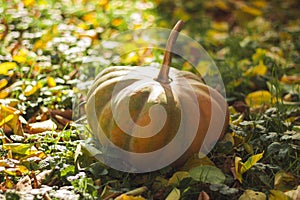 Big juicy pumpkin on the grass. Autumn leaves. Sunlight. Autumn