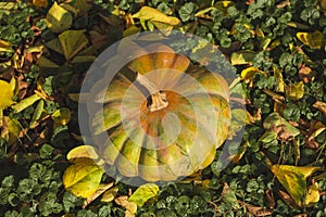 Big juicy pumpkin on the grass. Autumn leaves. Sunlight. Autumn