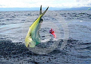 Big jump from a mahi mahi or Dolphin fish, sportfiahing in Costa Rica