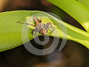 Big jumping spider on a leaf getting ready to pounce