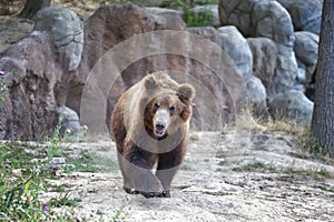 Big Kamchatka brown bear among stones