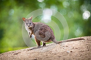 Big kangaroo portrait in forest