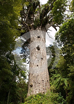 Big kauri tree