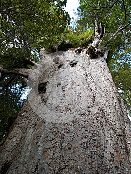 Big kauri tree
