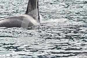 Big killer whale Orca in the sea, Kamchatka Peninsula, Russia. Close up image