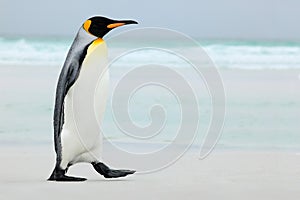 Big King penguin going to blue water, Atlantic ocean in Falkland Island, coast sea bird in the nature habitat photo