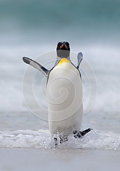 Big King penguin jumps out of the blue water while swimming through the ocean in Falkland Island