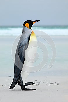Big King penguin jumps out of the blue water while swimming through the ocean in Falkland Island. Wildlife scene from nature. Funn