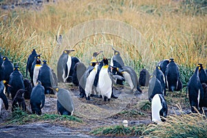 Big King Penguins Colony in the Parque Pinguino Rey