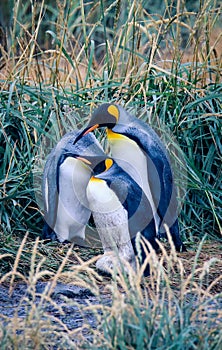 Big King Penguins Colony in the Parque Pinguino Rey