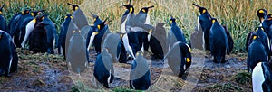 Big King Penguins Colony in the Parque Pinguino Rey