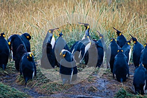 Big King Penguins Colony in the Parque Pinguino Rey