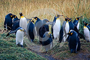 Big King Penguins Colony in the Parque Pinguino Rey