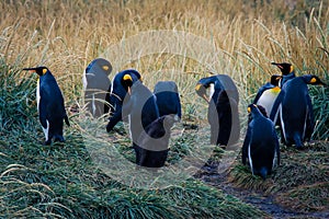 Big King Penguins Colony in the Parque Pinguino Rey