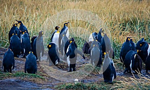 Big King Penguins Colony in the Parque Pinguino Rey