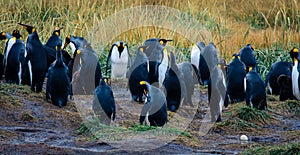 Big King Penguins Colony in the Parque Pinguino Rey